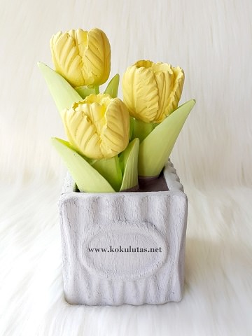 saksıda lale saksıda lale